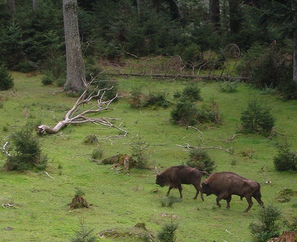 Национальный парк Шумава